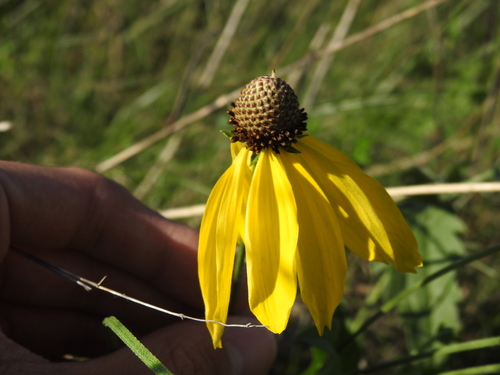 Ratibida pinnata