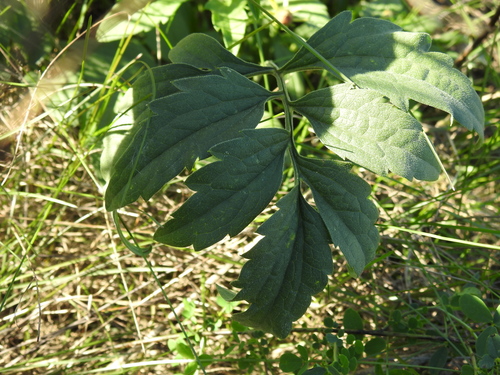 Ratibida pinnata