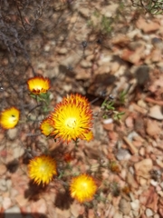 Drosanthemum bicolor