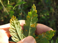 Quasipucciniastrum ochraceum