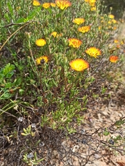 Drosanthemum bicolor
