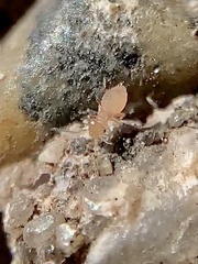 Liposcelididae