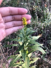 Solidago