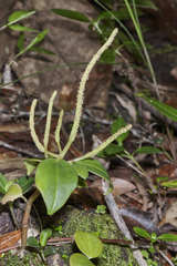 Peperomia sanjoseana
