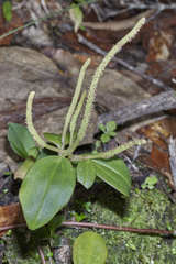 Peperomia sanjoseana
