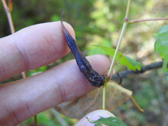 Ampelomyia vitiscoryloides