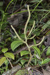 Peperomia sanjoseana