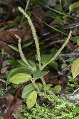 Peperomia sanjoseana