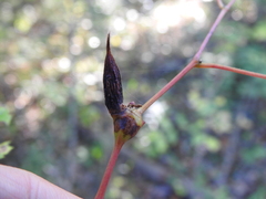 Ampelomyia vitiscoryloides