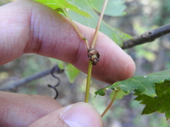 Ampelomyia vitiscoryloides