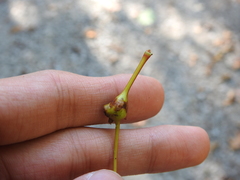 Ampelomyia vitiscoryloides