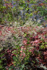 Eupatorium pilosum