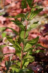 Eupatorium pilosum