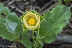 Rhynchosida physocalyx