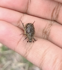 Euphoria subtomentosa