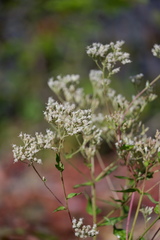 Eupatorium pilosum