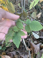 Desmodium cuspidatum