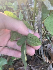 Desmodium cuspidatum