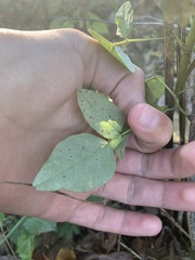 Desmodium cuspidatum