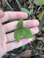 Desmodium cuspidatum