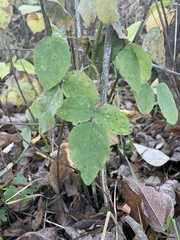 Desmodium cuspidatum