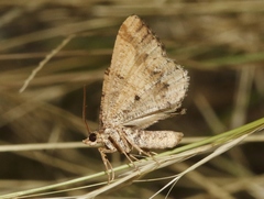 Frederickia hypaethrata