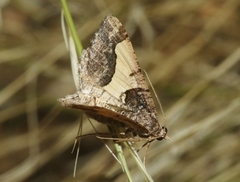 Frederickia hypaethrata