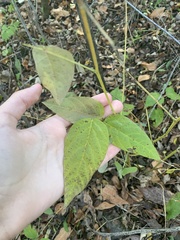 Desmodium cuspidatum