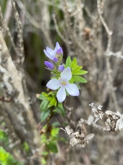 Veronica formosa