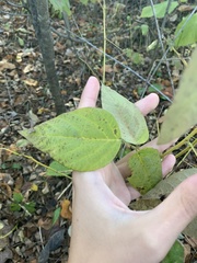 Desmodium cuspidatum