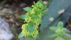 Cruciata
