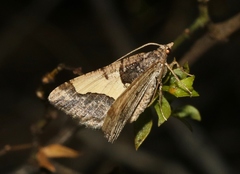 Frederickia hypaethrata