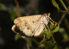 Frederickia hypaethrata