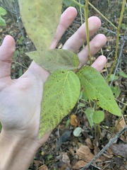 Desmodium cuspidatum