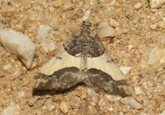 Frederickia hypaethrata