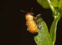 Pachybrachis mellitus