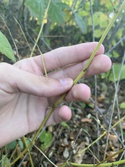 Desmodium cuspidatum