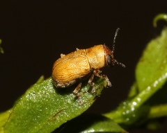 Pachybrachis mellitus