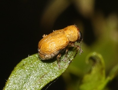 Pachybrachis mellitus