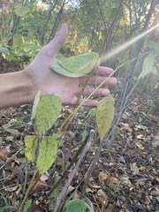 Desmodium cuspidatum