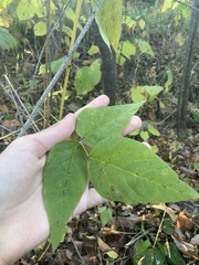 Desmodium cuspidatum