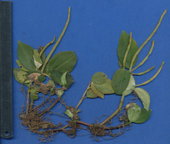 Peperomia sanjoseana