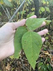 Desmodium cuspidatum
