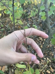 Desmodium cuspidatum