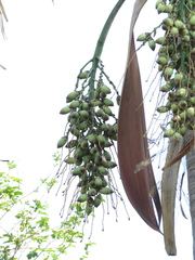 Syagrus oleracea