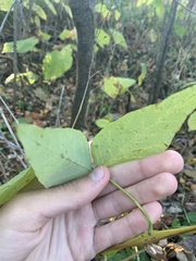 Desmodium cuspidatum