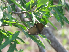 Aspidosperma