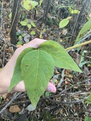 Desmodium cuspidatum