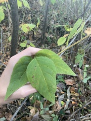 Desmodium cuspidatum