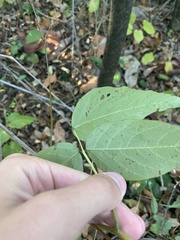 Desmodium cuspidatum